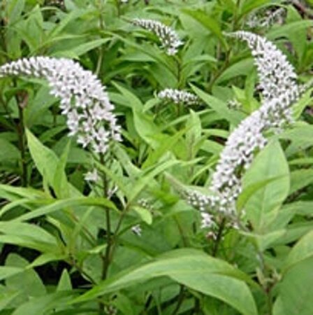 Lysimachia clethroides geen maat specificatie 0,55L/P9cm - afbeelding 5