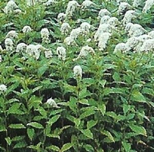Lysimachia clethroides geen maat specificatie 0,55L/P9cm - afbeelding 6