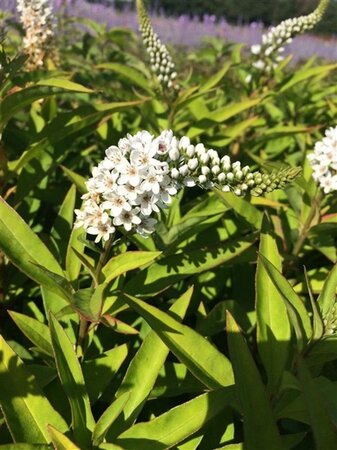 Lysimachia clethroides geen maat specificatie 0,55L/P9cm - afbeelding 2