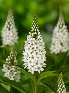 Lysimachia clethroides geen maat specificatie 0,55L/P9cm - afbeelding 7