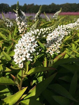 Lysimachia clethroides geen maat specificatie 0,55L/P9cm - afbeelding 3