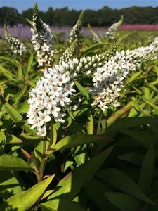 Lysimachia clethroides geen maat specificatie 0,55L/P9cm - afbeelding 3