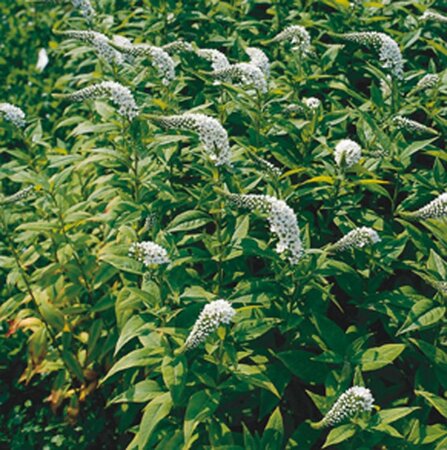 Lysimachia clethroides geen maat specificatie 0,55L/P9cm - afbeelding 8