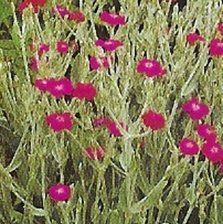 Lychnis coronaria geen maat specificatie 0,55L/P9cm - afbeelding 2