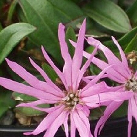 Lychnis (=Silene) flos-cuculi geen maat specificatie 0,55L/P9cm - afbeelding 3