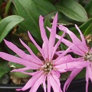 Lychnis (=Silene) flos-cuculi geen maat specificatie 0,55L/P9cm - afbeelding 3