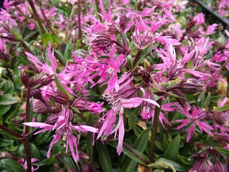 Lychnis (=Silene) flos-cuculi geen maat specificatie 0,55L/P9cm - afbeelding 4