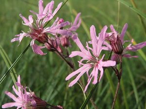 Lychnis (=Silene) flos-cuculi geen maat specificatie 0,55L/P9cm - afbeelding 2