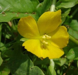 Lysimachia nummularia geen maat specificatie 0,55L/P9cm - afbeelding 5