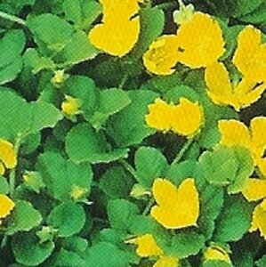 Lysimachia nummularia geen maat specificatie 0,55L/P9cm - afbeelding 6