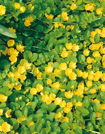 Lysimachia nummularia geen maat specificatie 0,55L/P9cm - afbeelding 7