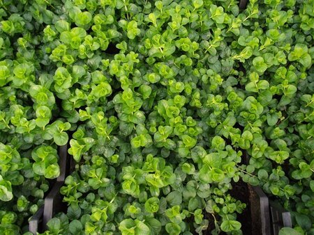 Lysimachia nummularia geen maat specificatie 0,55L/P9cm - afbeelding 8