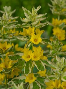 Lysimachia punctata 'Alexander' geen maat specificatie 0,55L/P9cm