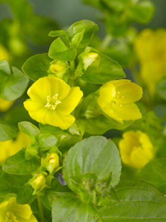 Lysimachia punctata geen maat specificatie 0,55L/P9cm - afbeelding 5