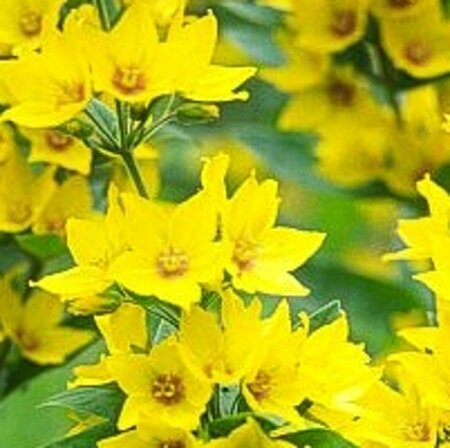 Lysimachia punctata geen maat specificatie 0,55L/P9cm - afbeelding 6