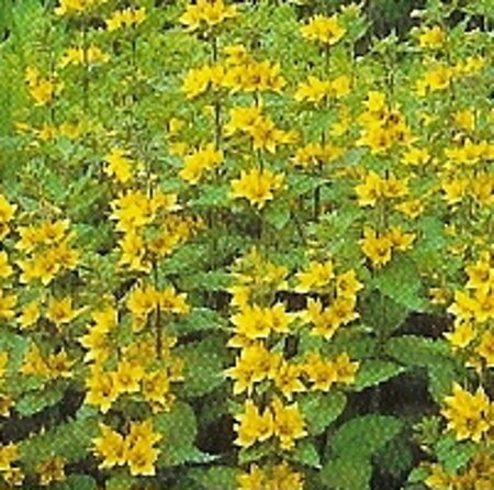 Lysimachia punctata geen maat specificatie 0,55L/P9cm - afbeelding 7