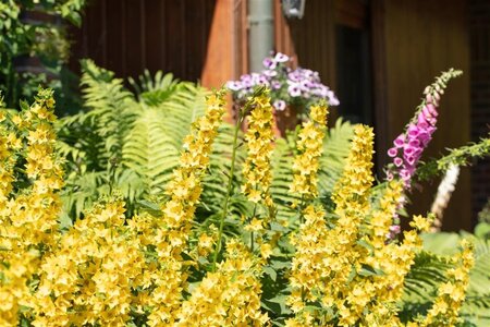 Lysimachia punctata geen maat specificatie 0,55L/P9cm - image 2