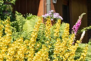 Lysimachia punctata geen maat specificatie 0,55L/P9cm - image 2