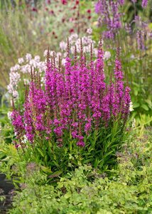 Lythrum Robin geen maat specificatie 0,55L/P9cm