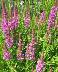 Lythrum Robin geen maat specificatie 0,55L/P9cm - afbeelding 2