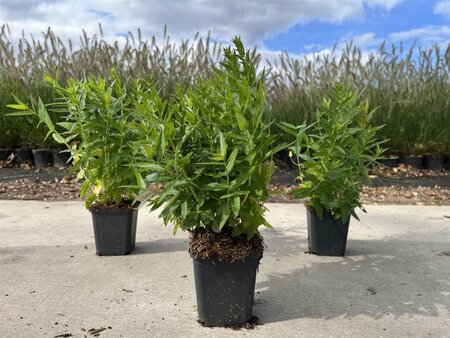 Lythrum Robin geen maat specificatie 0,55L/P9cm