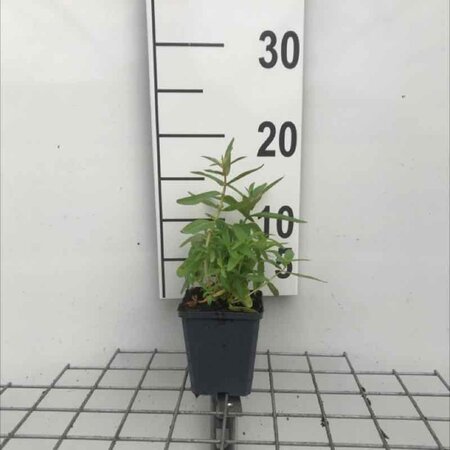Lythrum salicaria geen maat specificatie 0,55L/P9cm - afbeelding 4