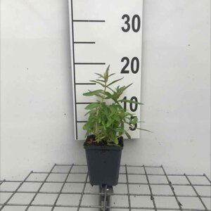 Lythrum salicaria geen maat specificatie 0,55L/P9cm - afbeelding 4