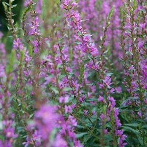 Lythrum salicaria geen maat specificatie 0,55L/P9cm - afbeelding 7