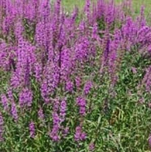 Lythrum salicaria geen maat specificatie 0,55L/P9cm - afbeelding 6