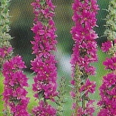 Lythrum salicaria geen maat specificatie 0,55L/P9cm - afbeelding 5