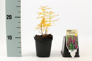 Lythrum salicaria geen maat specificatie 0,55L/P9cm - afbeelding 6