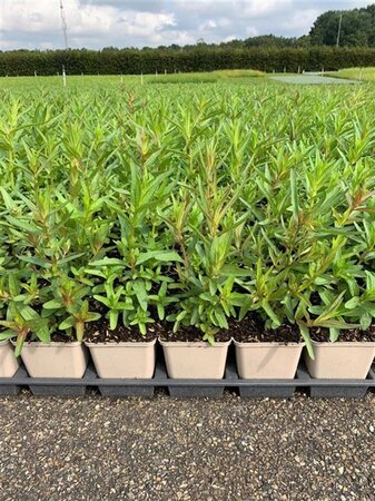 Lythrum salicaria geen maat specificatie 0,55L/P9cm - afbeelding 4