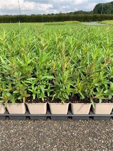 Lythrum salicaria geen maat specificatie 0,55L/P9cm - afbeelding 4