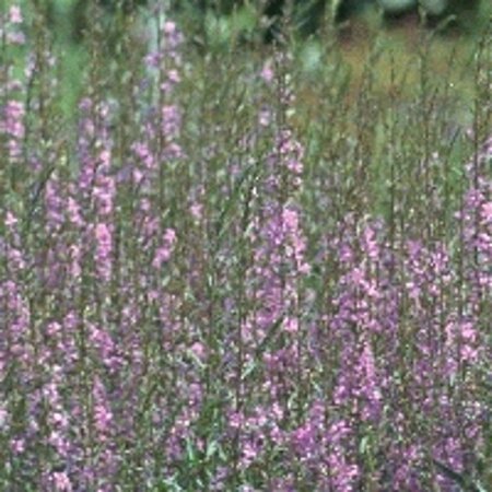 Lythrum sal. 'Blush' geen maat specificatie 0,55L/P9cm