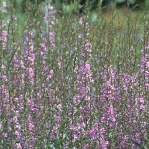 Lythrum sal. 'Blush' geen maat specificatie 0,55L/P9cm