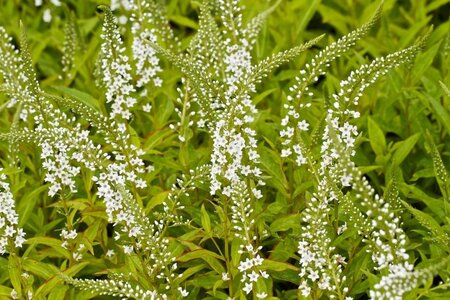 Lysimachia Snow Candles geen maat specificatie 0,55L/P9cm