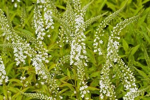 Lysimachia Snow Candles geen maat specificatie 0,55L/P9cm