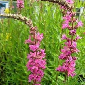 Lythrum sal. 'Morden Pink' geen maat specificatie 0,55L/P9cm