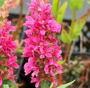 Lythrum sal. 'Robert' geen maat specificatie 0,55L/P9cm - afbeelding 3