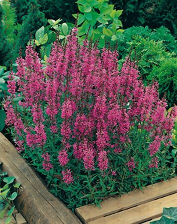 Lythrum sal. 'Robert' geen maat specificatie 0,55L/P9cm - afbeelding 4
