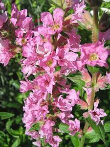 Lythrum sal. 'Robert' geen maat specificatie 0,55L/P9cm