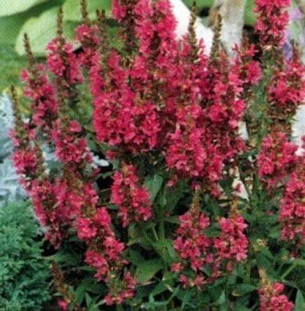 Lythrum sal. 'Robert' geen maat specificatie 0,55L/P9cm - afbeelding 5