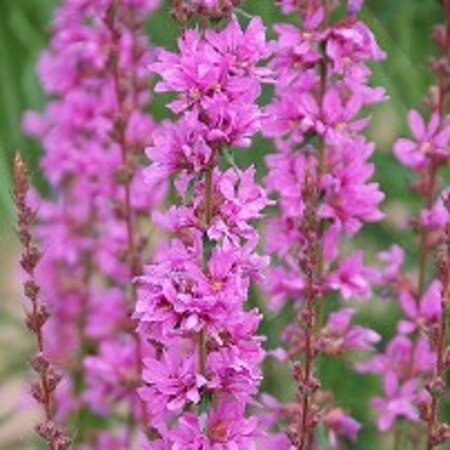 Lythrum sal. 'Robert' geen maat specificatie 0,55L/P9cm - afbeelding 6
