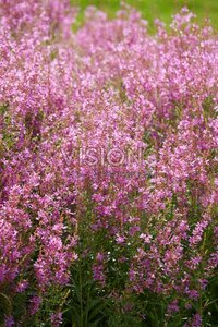Lythrum sal. 'Swirl' geen maat specificatie 0,55L/P9cm - afbeelding 2