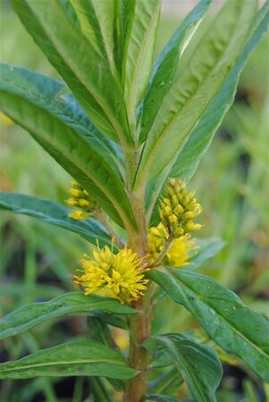 Lysimachia thyrsiflora geen maat specificatie 0,55L/P9cm
