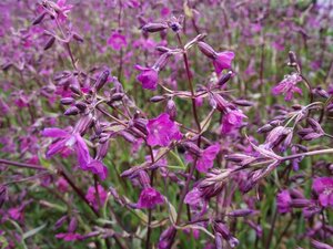 Lychnis viscaria 'Splendens' geen maat specificatie 0,55L/P9cm