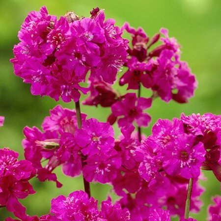 Lychnis viscaria 'Splendens' geen maat specificatie 0,55L/P9cm - afbeelding 3