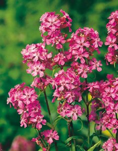 Lychnis viscaria 'Splendens' geen maat specificatie 0,55L/P9cm - afbeelding 4