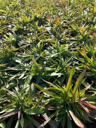 Lychnis viscaria 'Splendens' geen maat specificatie 0,55L/P9cm