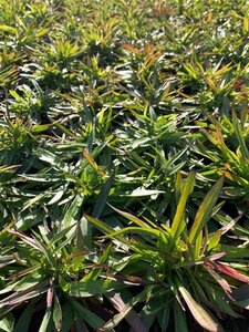 Lychnis viscaria 'Splendens' geen maat specificatie 0,55L/P9cm